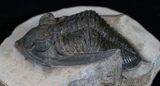 Bumpy Zlichovaspis Trilobite - Great Eye Facets #3758-5